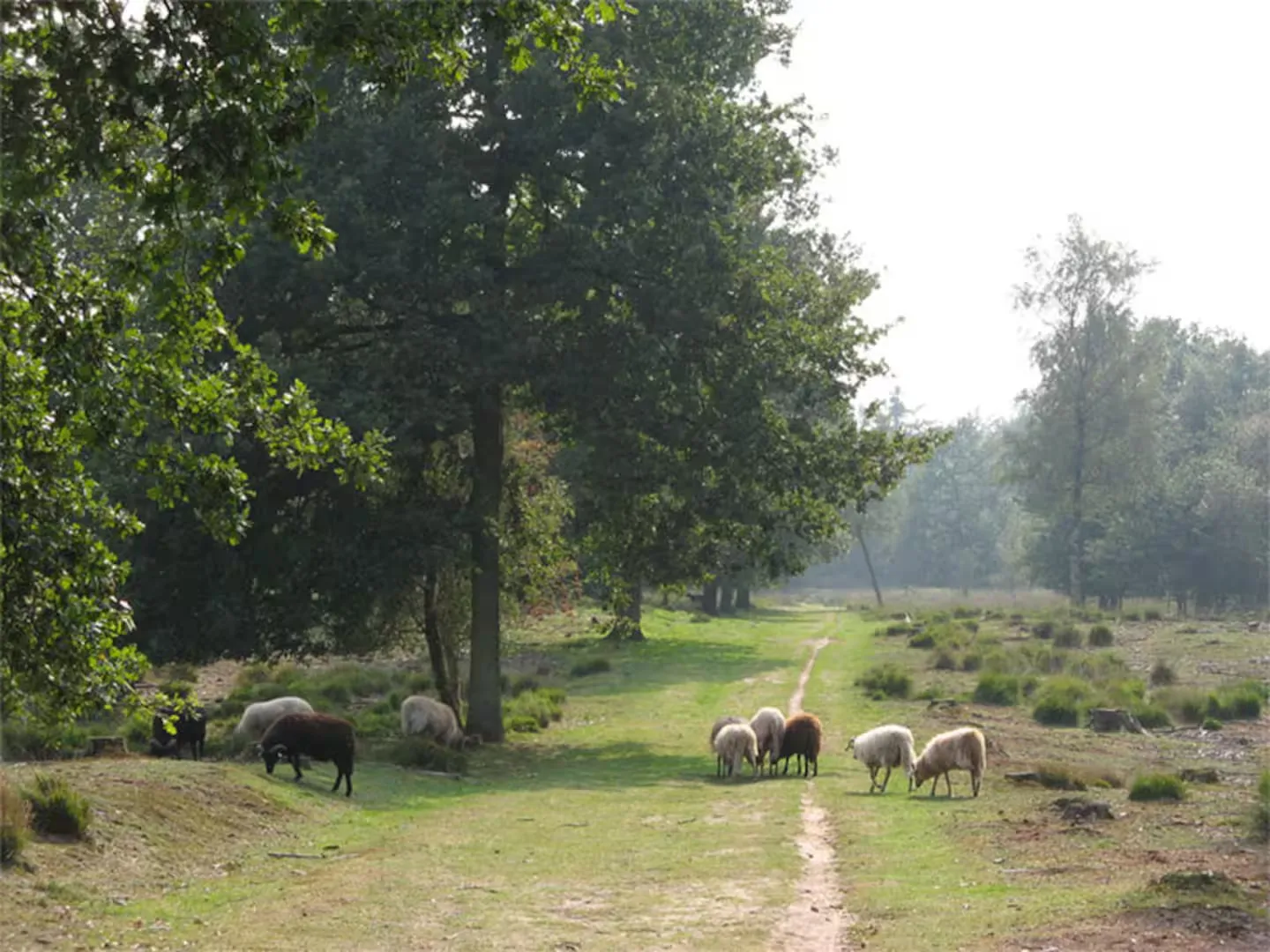 Rustige fietspaden in de omgeving van Schoonloo