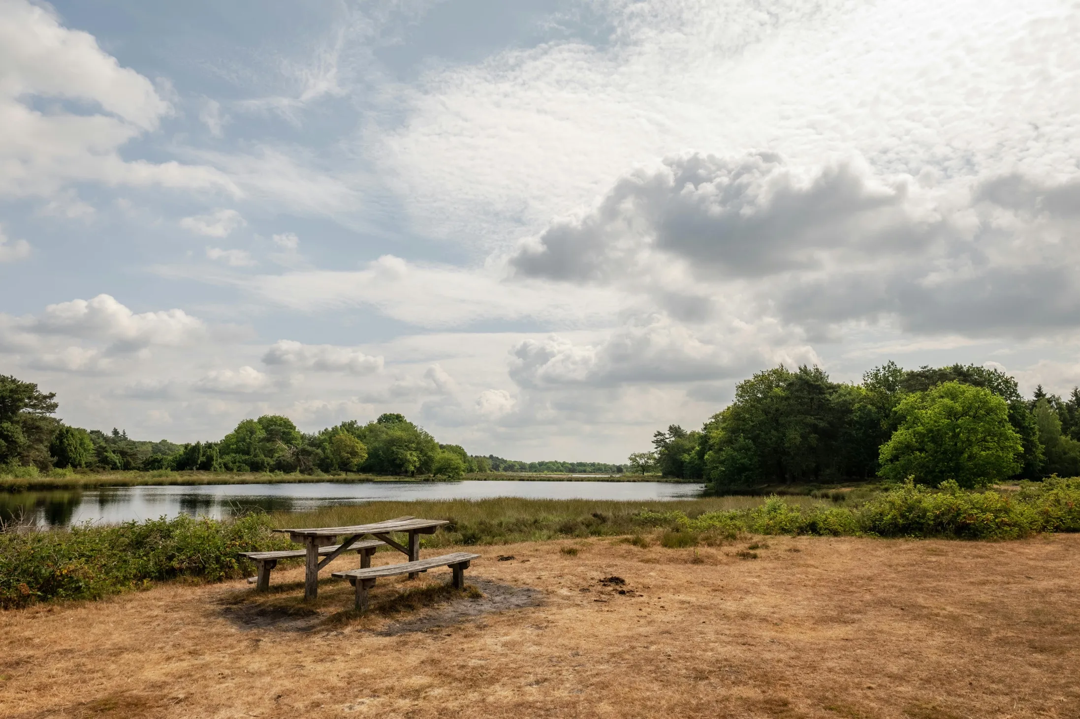 Heide en bos in Drenthe - ideaal voor Pieterpad wandelaars
